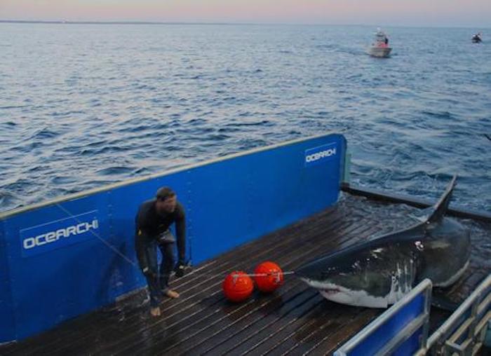 Mary Lee al ser capturada para colocar el Sistema de Posicionamiento Global en su aleta dorsal y poder seguir su actividad con fines de conservación. Foto: Ocearch.