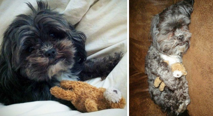 Mascotas con sus juguetes antes y después Foto: imgur.com