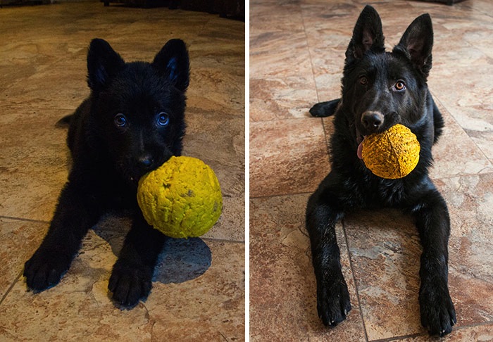 Mascotas con sus juguetes antes y después Foto: imgur.com