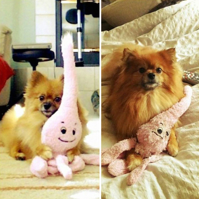 Mascotas con sus juguetes antes y después Foto: imgur.com