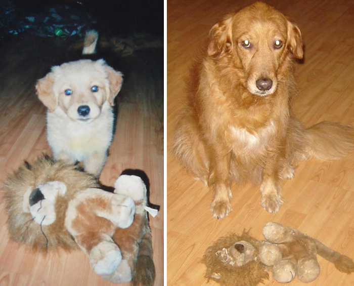 Mascotas con sus juguetes antes y después Foto: imgur.com