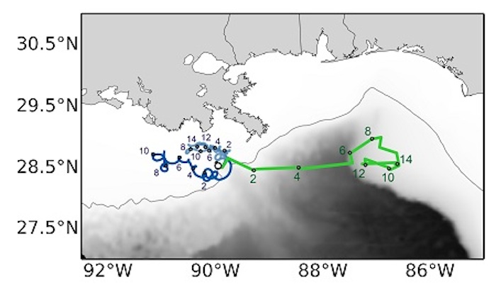 No se determinaron patrones en específico del nado de las tortugas, pero sí determinó que se trata de un nado voluntario, a pesar de las fuertes corrientes marinas como lo muestra el mapa. Imagen: NOAA.