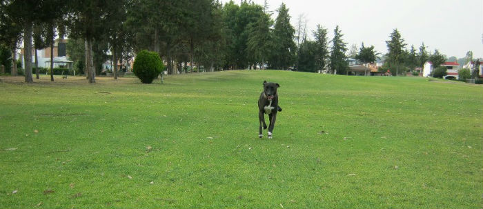 Shankar, perrita mestiza que fue víctima del envenenamiento en Tequisquiapan. Foto: Cortesía.