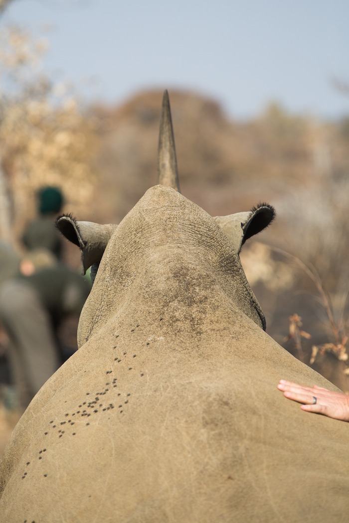 De Acuerdo Con La Exotic Wildlife Association Los Cuernos De Rinoceronte Se Cotizan En Unos Mil Dólares El Kilogramo En Países Como Vietnam Y China Donde Existe La Creencia De Que Poseen Propiedades Afrodisiacas Y Curativas Para Enfermedades Como El Cáncer Foto Shutterstock