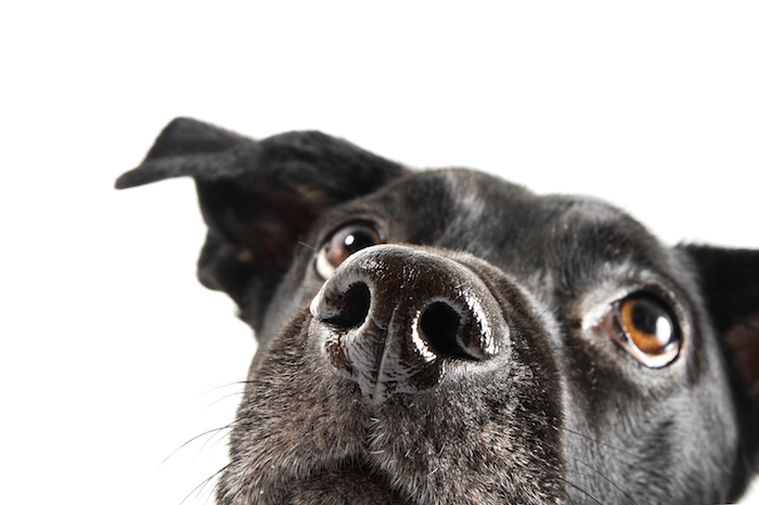 En pocas palabras: Los alimentos para humanos no deben usarse como premios o bocadillos para tu mascota. Foto: Shutterstock.