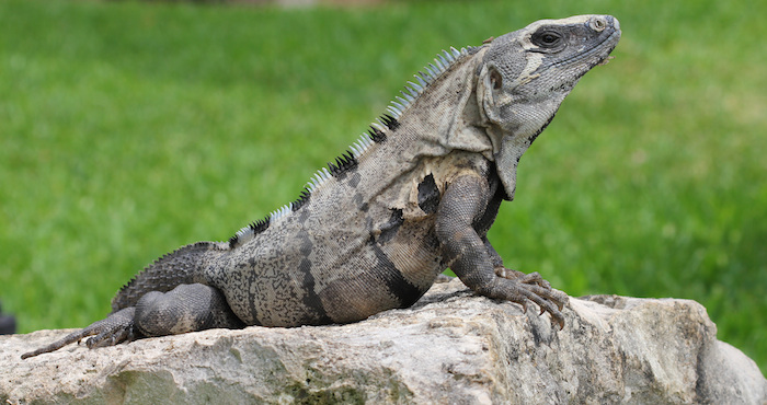 En el país habitan 19 especies, 15 son endémicas y de ellas 11 se encuentran amenazadas, tres con protección especial. Foto: Shutterstock.