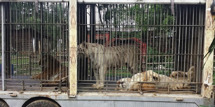 Aseguran 15 felinos por encontrarse en condiciones de hacienamiento Foto: Profepa