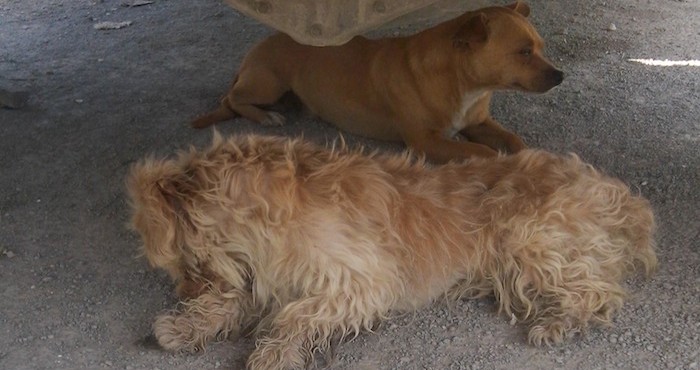 Después del tornado registrado en Ciudad Acuña, Coahuila, había animales abandonados y algunos heridos luego de ser levantados por el torbellino. Foto: Fundación Milo, Cortesía. 