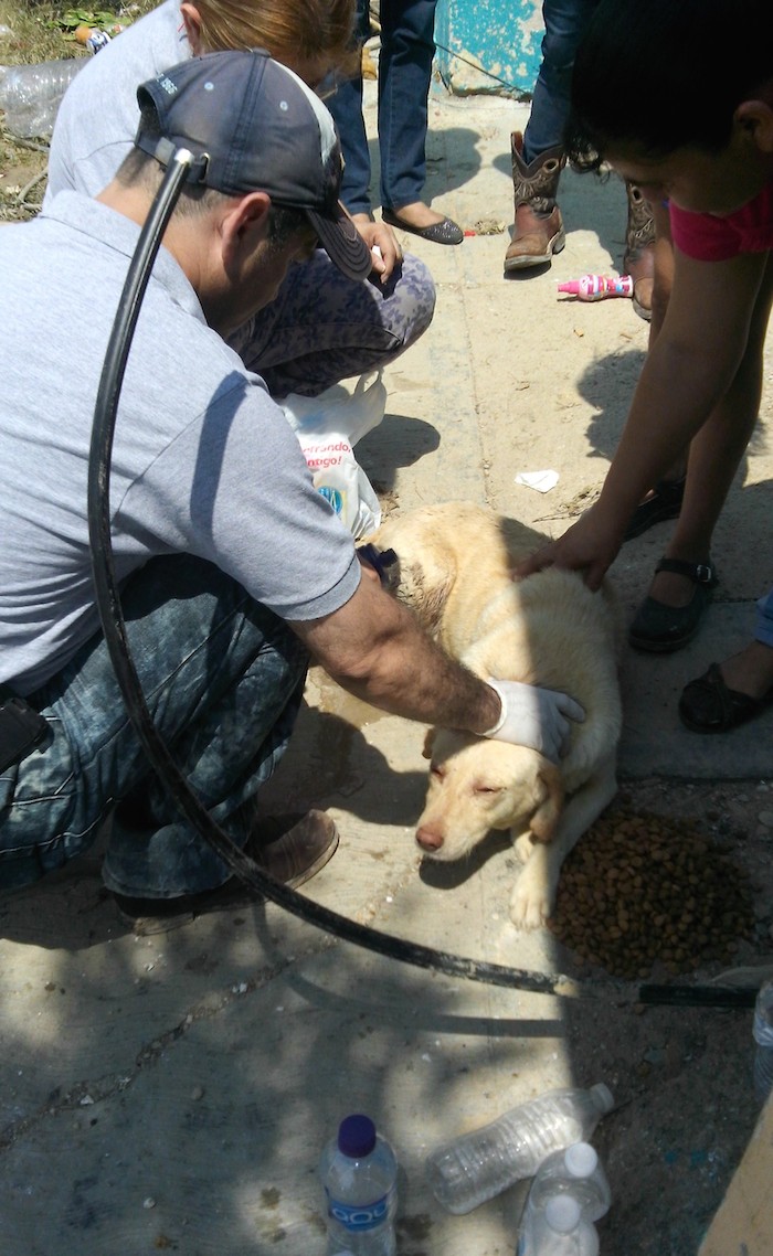 Varias asociaciones de diferentes puntos de Coahuila recaudaron fondos y suministros para los animales afectados tras el tornado. Foto: Fundación Milo, Cortesía.