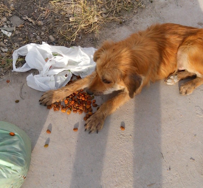 Miembros de la Asociación local arribaron bajo precaución con alimento y suplementos para ayudar a los animales en las calles. Foto: Fundación Milo, Cortesía.