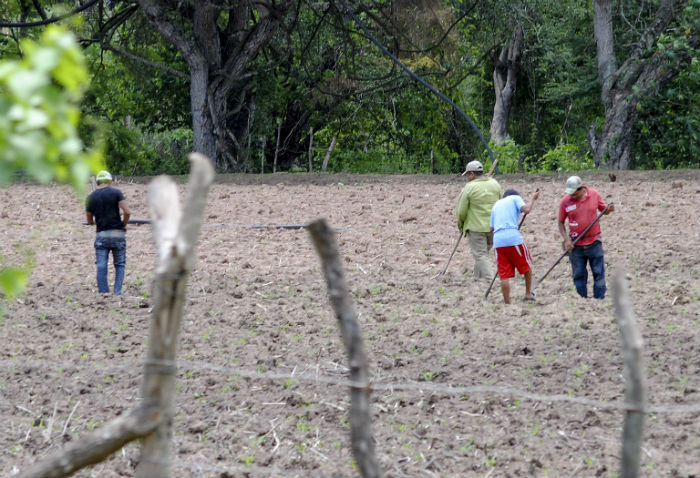 La Mayoría De Los Pequeños Productores De Maíz Viven En La Pobreza Foto Cuartoscuro