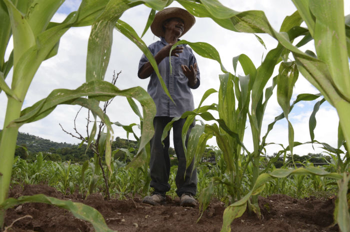 De La Producción Agropecuaria Del País Proviene De Pequeños Campesinos Foto Cuartoscuro