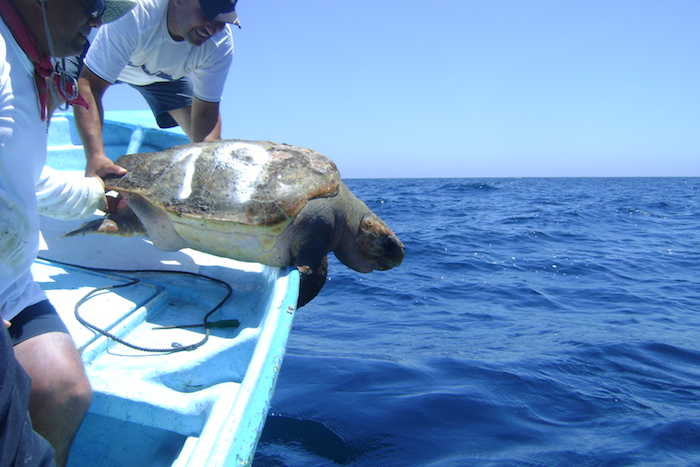 Foto: Comisión Nacional de Áreas Naturales Protegidas (CONANP). 