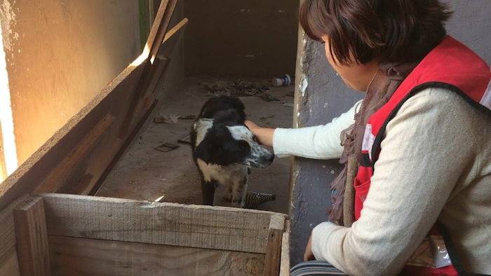 Ana afirma que se ha hecho un cambio en Aguascalientes con los animales de compañía y que mejoró su relación con ellos. Foto: Cortesía.