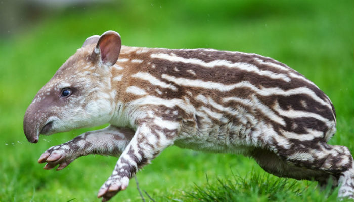 Cría De Tapir De Baird Debido a Su Baja Tasa De Reproducción su Gestación Es De Meses Y La Cría Pasa Alrededor De Dos Años Con La Madre El Tapir Centroamericano Se Recupera Más Lentamente De Lo Que Desaparece Foto Especial