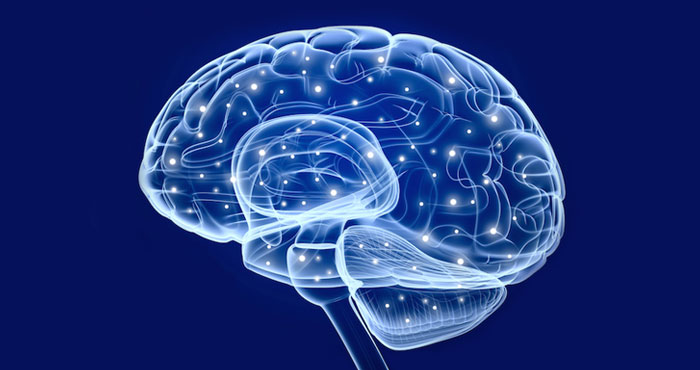 Representación del cerebro humano. Foto: Shutterstock/Archivo.