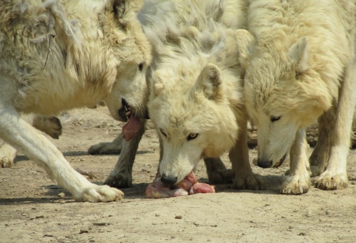 Miembros del clan Westeros en el Santuario del Lobo Wild Spirit de Estados Unidos. Reciben ayuda monetaria de Martin y su esposa Parris. Foto: Wild Spirit Sanctuary. 