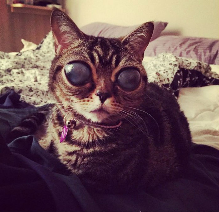 Matilda, una gata de dos años de edad que fue rescatada de una situación de almacenamiento compulsivo cuando era cachorra, tiene unos enormes ojos vidriosos que le dan un aspecto de otro mundo. Foto: Instagram