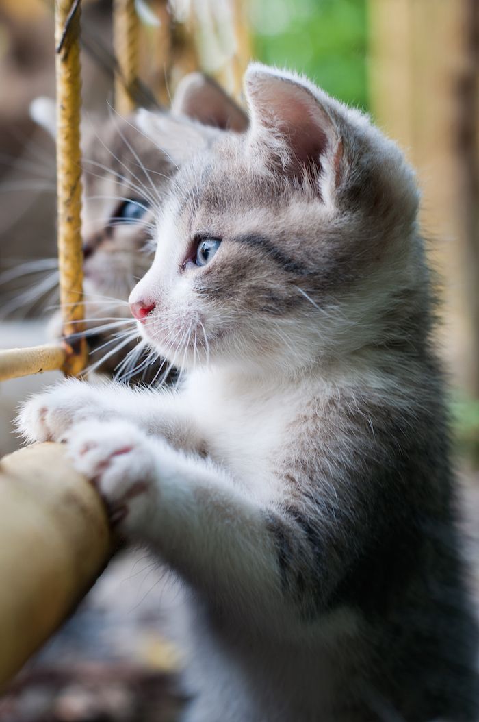 Después de realizar la esterilización, algunos gatos requiere mayor alimento y eso podría ocasionar problemas de obesidad. Sus dietas deben ser cuidados. Foto: Shutterstock. 