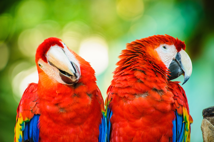 En los países americanos (EU, Costa Rica, Canadá y México) donde se realizan actividades ecoturísticas importantes relacionadas con aves no se permite la captura de aves para el comercio, mas que en México. Foto: Shutterstock.