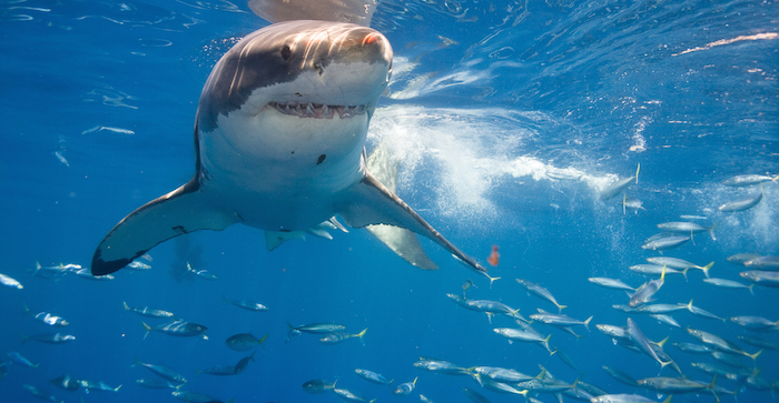 Esta especie de pez cartilaginoso que llega a medir entre 4 y 6 metros de largo enfrenta un declive en el número de su población por diferentes causas, entre las que destacan la caza por sus dientes y aletas. Foto: Shutterstock. 