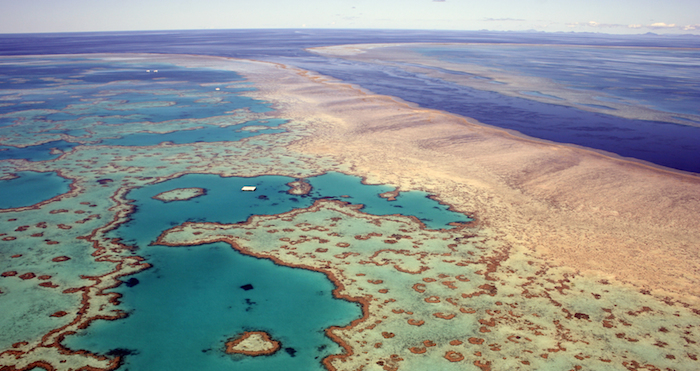 Tortugas, plantas, ballenas, delfines y otras especies de animales habitan en este arrecife. Foto: Shutterstock. 