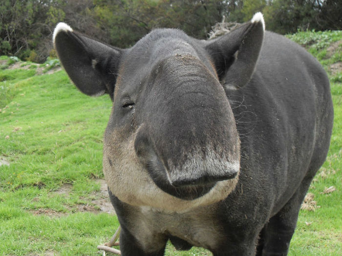 El Tapir Centroamericano Ha Sufrido Muy Pocas Modificaciones a Lo Largo De Millones De Años En La Actualidad Alcanza Hasta Los Kg De Peso Y Puede Medir Hasta M De Largo