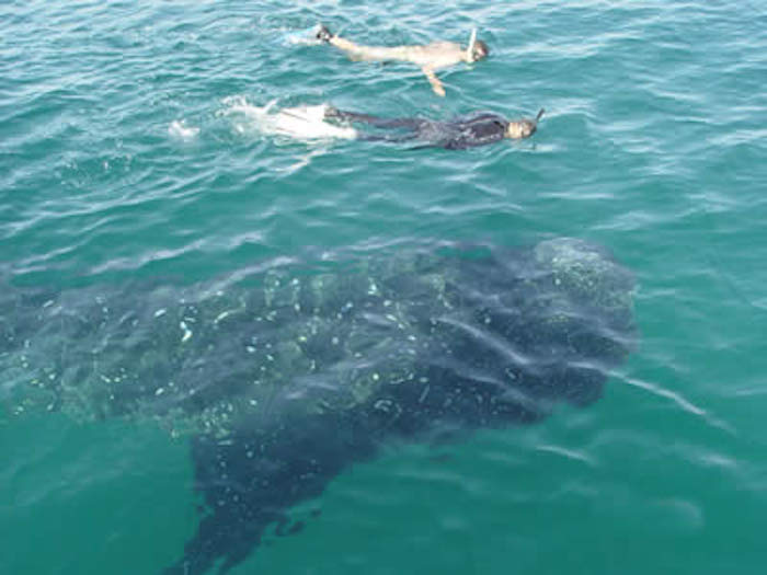 En diferentes puntos del país se realizan actividades ecoturísticas, como el nado con o avistamiento de ballenas. Foto: Especial. 