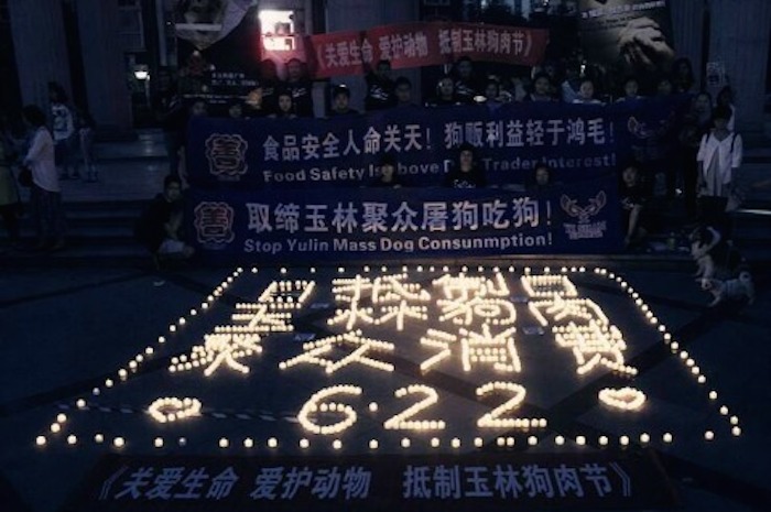 A pesar de las peticiones alrededor del mundo y la presión de personalidades, el festival de carne Yulin tuvo lugar el pasado 22 de junio donde varias protestas también tuvieron cabida. Foto: HSI.