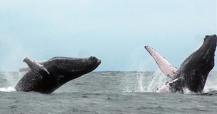 Unas Ballenas Jorobadas Que Llegan Desde La Antártida a Las Aguas De La Isla De La Plata Foto Efe