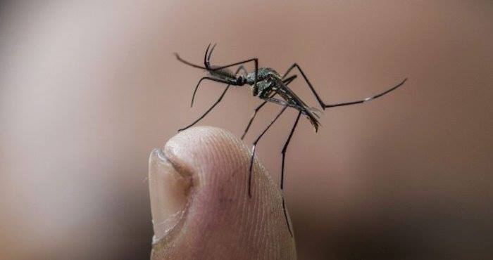 Los mosquitos también son una amenaza para los viajeros. Foto: EFE