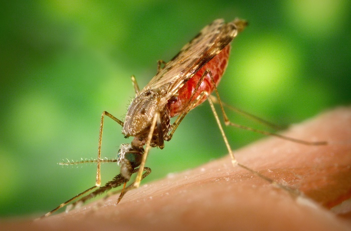 Hembra de mosquito Anopheles Foto: Wikipedia