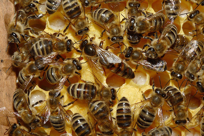 Que las abejas tengan reina no significa que viven en un sistema monárquico Foto: Wikimedia