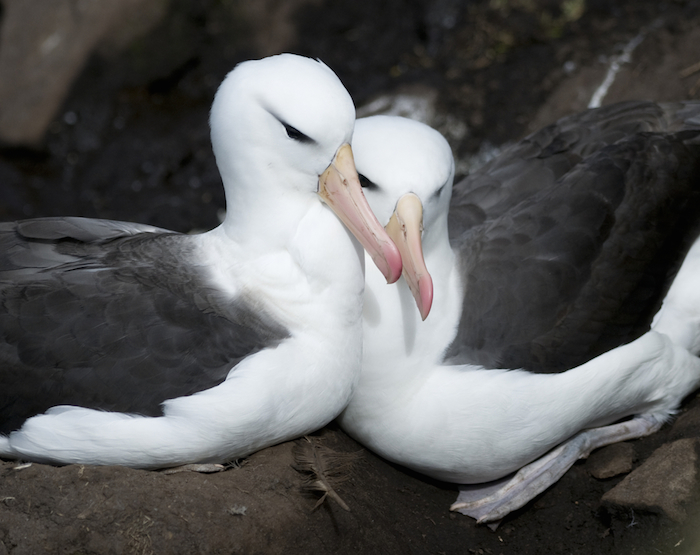 Albatros. Foto: Shutterstock