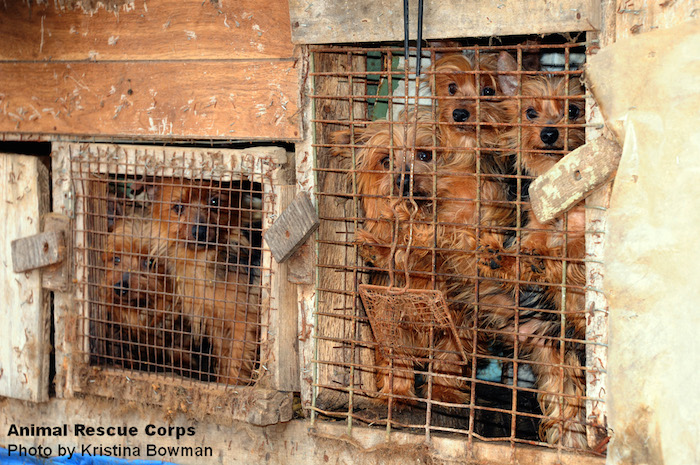 Los perros que viven en Puppy mills pueden pasar toda su vida encerrados en jaulas. Foto: Animal Rescue