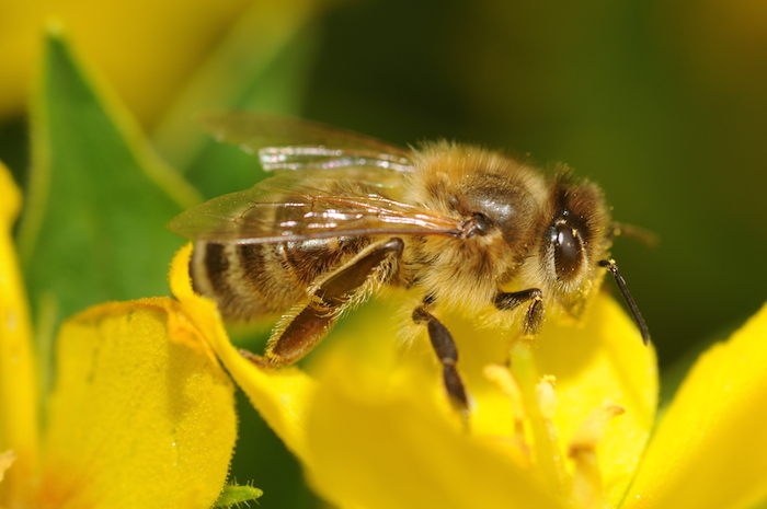 Ejemplar de abeja Apis Mellifera durante la polinización. Foto: Wikimedia