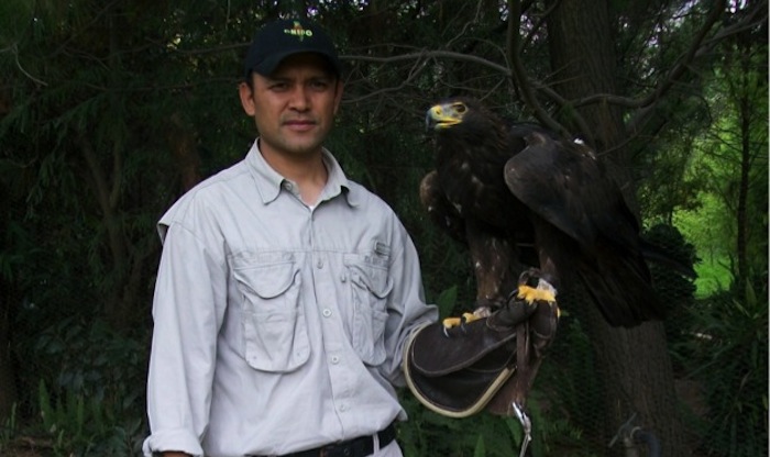 Salvador Figueroa, relizando manejo de un águila real, especie amenazada. Foto: Especial