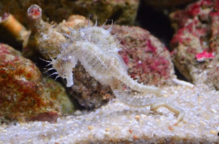 Pareja de caballitos de mar. Foto: pixabay.com