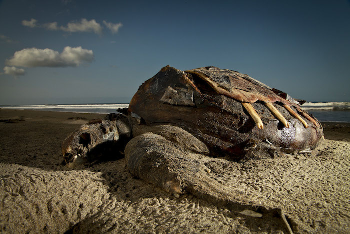 Cadáver de una tortuga golfina encontrada en 2012 en Sinaloa. Foto: Rashide Frías / Cuartoscuro