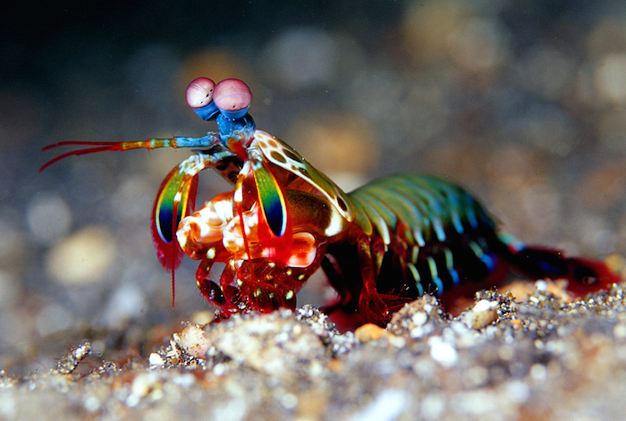 Camarón mantis Foto: Shutterstock