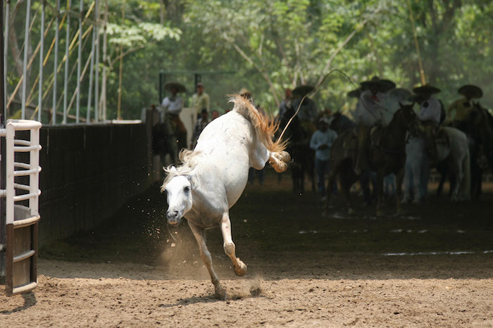 Campeonato Nacional Sureste Walther Herrera En los De a Caballo Compiten Con Distintas Suertes Y Sumar Puntos Para La Siguiente Contienda Foto Cuartoscuro