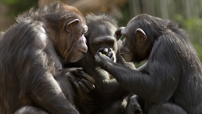 Los chimpancés viven en un sistema democrático. Foto: Shutterstock