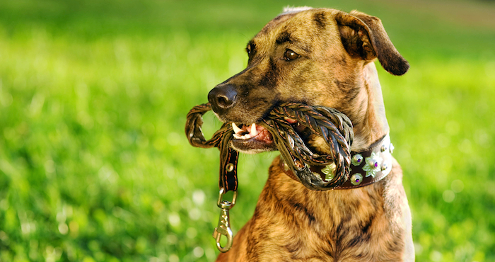 Asegúrate De Usar Correas Resistentes Para Tu Mascota Foto Shutterstock