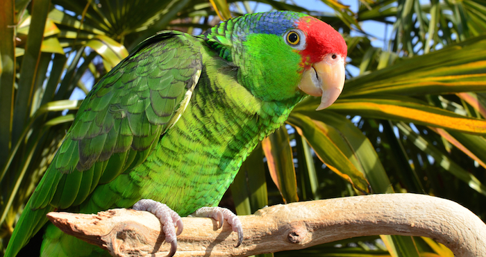 Especie de loro mexicano. Foto: Shutterstock