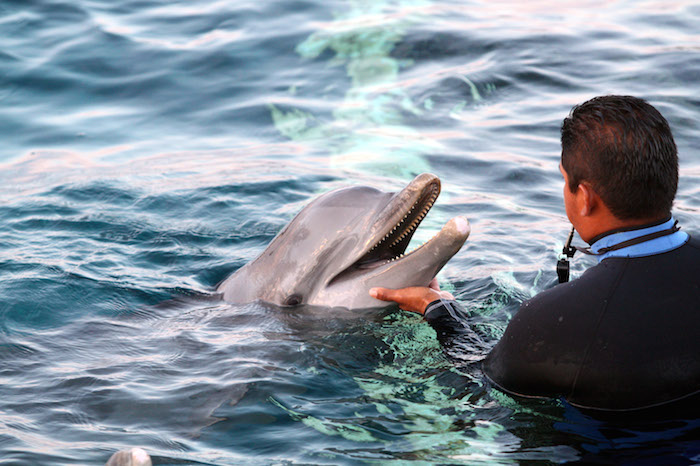 La empresa Dolphin Discovery cuenta con varios delfinarios en el país.