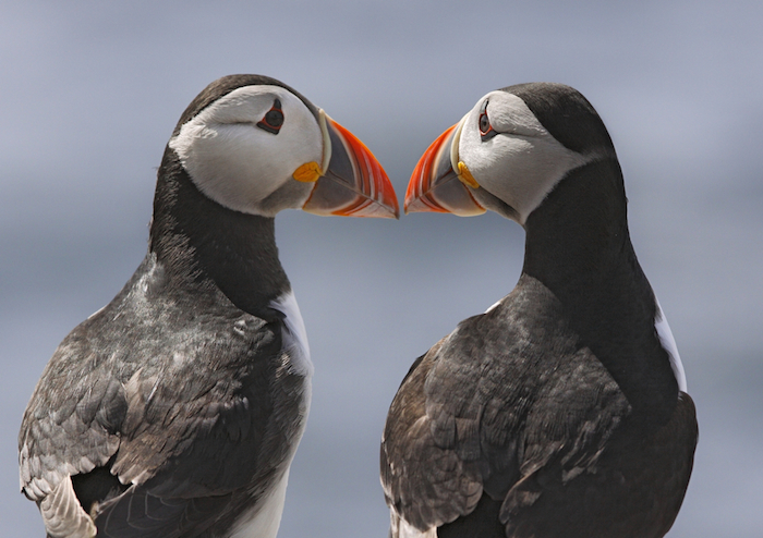 Frailecillo. Foto: Shutterstock