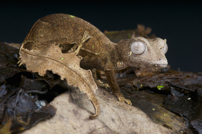 Los geckos son capaces de desprender su cola para huir de depredadores. Foto: Shutterstock