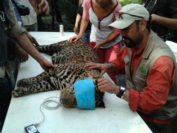 Biólogo Figueroa participando en un proyecto de conservación del jaguar.  Foto: Especial