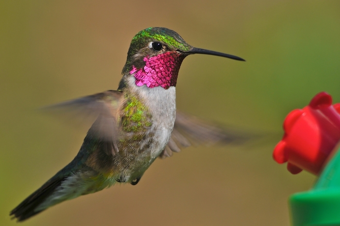 Macho de colibrí picudo coroniazul, una de las 57 especies que se distribuyen en nuestro paísFoto: Shutterstock