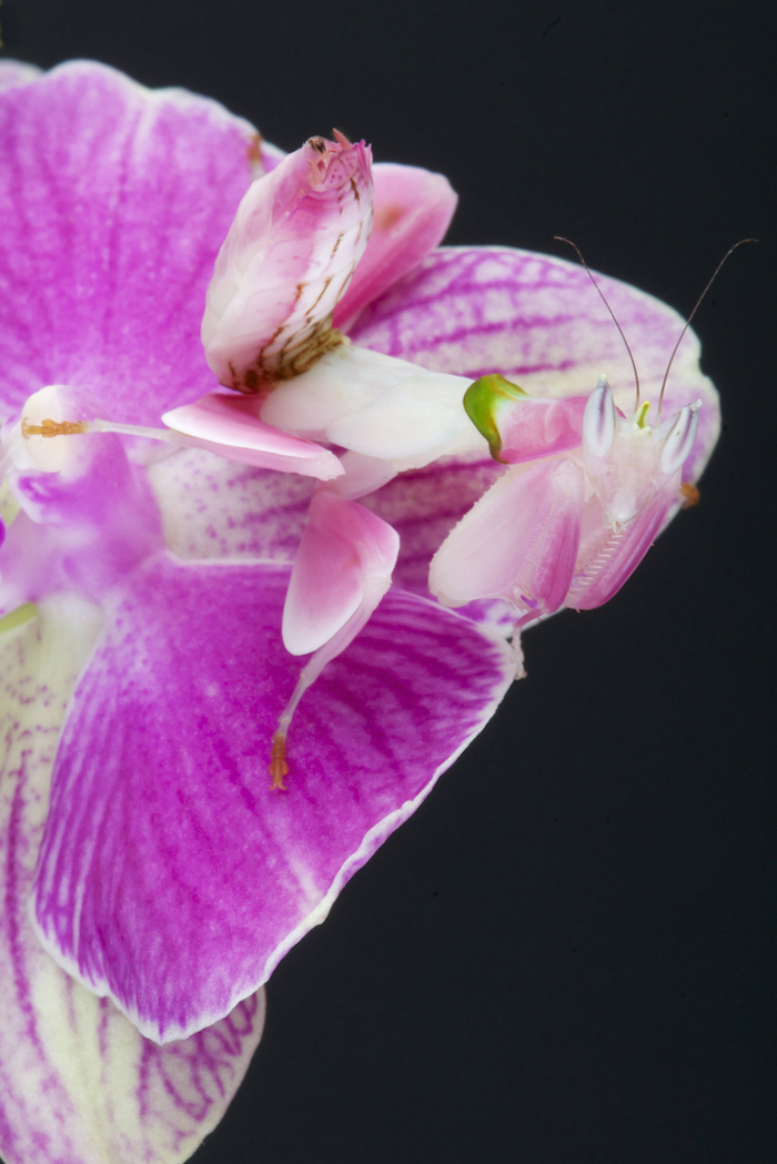 Ejemplar de mantis orquídea. Foto: Shutterstock